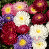Aster Seeds - Powderpuff Mix