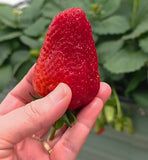 Sweet Ann Strawberry Seedlings 10 Pots