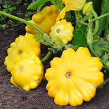 Squash Seeds - Summer - Scallop Yellow Bush