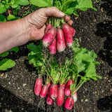 Radish Seeds - French Breakfast