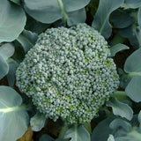 Broccoli Seeds - Di Cicco