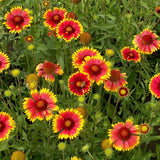 Gaillardia Seeds - Blanket Flower