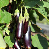 Eggplant Seeds - Little Finger Purple