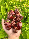 Pepper Seeds - Hot - Habanero Chocolate