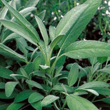 Sage Seeds - Broad Leaved