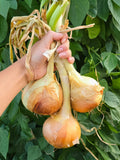 Onion Seeds - Short - Texas 1015 Super Sweet