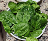 Spinach Seeds - Matador Viking