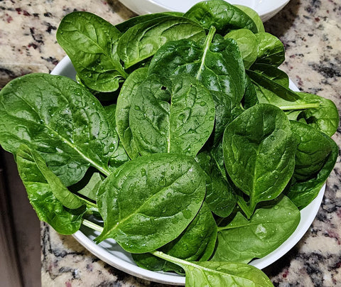 Spinach Seeds - Matador Viking