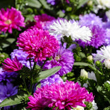 Aster Seeds - Powderpuff Mix
