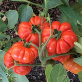 Tomato Seeds - Slicing - Costoluto Genovese