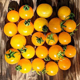 Tomato Seeds- Sweet ’n Neat Lemon Sherbet F1