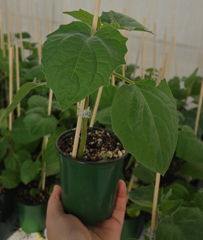 2 Seedlings Cape gooseberry