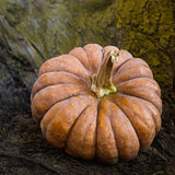 Pumpkin Seeds - Musquee De Provence