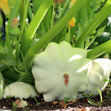 Squash Seeds - Summer - Early White Bush Scallop