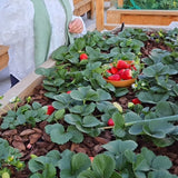 Sweet Ann Strawberry Seedlings 10 Pots