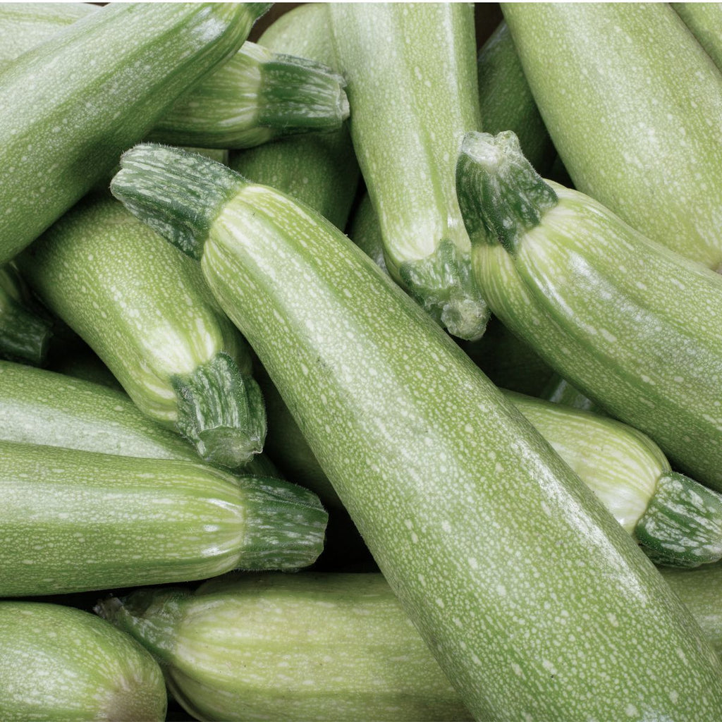Squash Seeds - Summer - Italian Genovese Zucchini