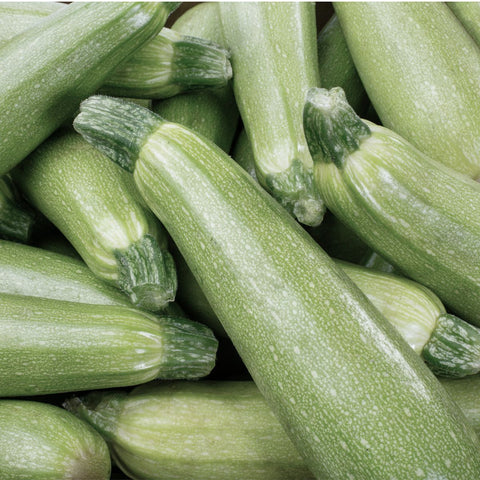 Squash Seeds - Summer - Italian Genovese Zucchini