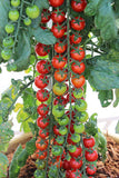 Tomato Seeds- Suger Gloss F1