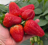Planting Strawberry Workshop