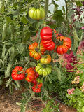 Tomato Seeds - Slicing - Costoluto Genovese
