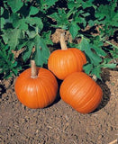 Pumpkin Seeds - Wee-B-Little AAS Winner