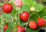 Strawberry - Fragaria vesca Rügen Alpine