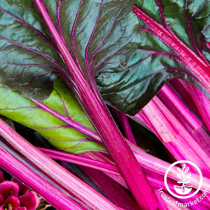 Swiss Chard Pink Lipstick
