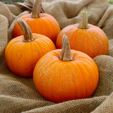 Pumpkin Seeds - Sugar Pie