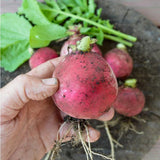 Radish Seeds - German Giant