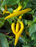 Pepper Seeds - Hot - Cayenne Golden