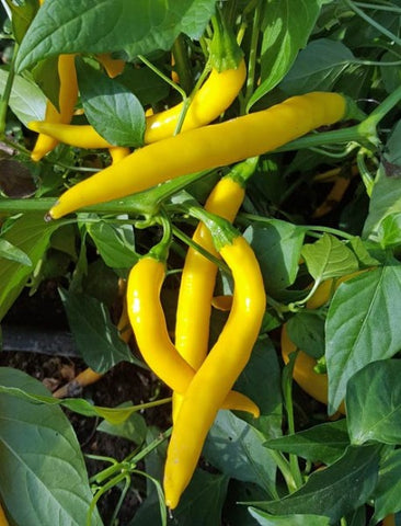 Pepper Seeds - Hot - Cayenne Golden