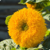 Sunflower Seeds - Teddy Bear