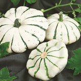 كوسا سكالوب جون إي فيرت