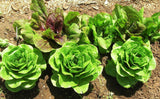 Lettuce Seeds - Butterhead - Buttercrunch AAS Winner