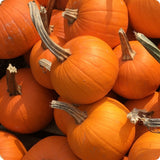 Pumpkin Seeds - Sugar Pie