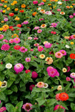 Zinnia Seeds - Cut and Come Again (Organic)
