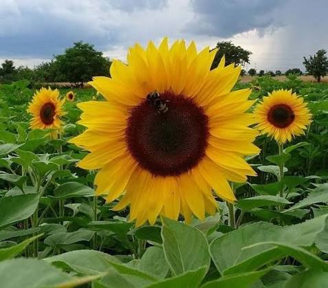 Sunflower Seeds - Dwarf Sunspot