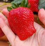 Sweet Ann Strawberry Seedlings 10 Pots