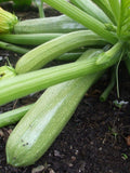 Squash Seeds - Summer - Italian Genovese Zucchini
