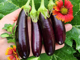 Eggplant Seeds - Little Finger Purple