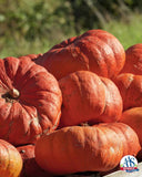 سندريلا كاريدج الهجين حائز على جائزة AAS 