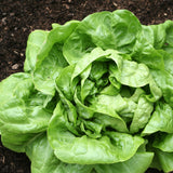 Lettuce Seeds - Butterhead - Buttercrunch AAS Winner