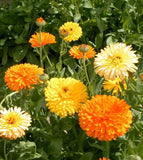 Calendula Seeds - Pacific Beauty Mixture