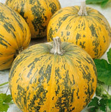 Pumpkin Seeds - Pepitas F1 AAS Winner