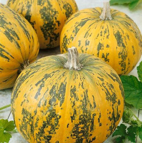 Pumpkin Seeds - Pepitas F1 AAS Winner