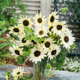 Sunflower Seeds - Italian White