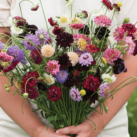 Pincushion Formula Mix Scabiosa Seed