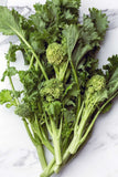 Broccoli Raab - Early Fall Rapini
