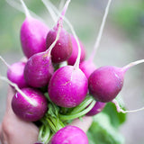 Radish Seeds - Purple Plum