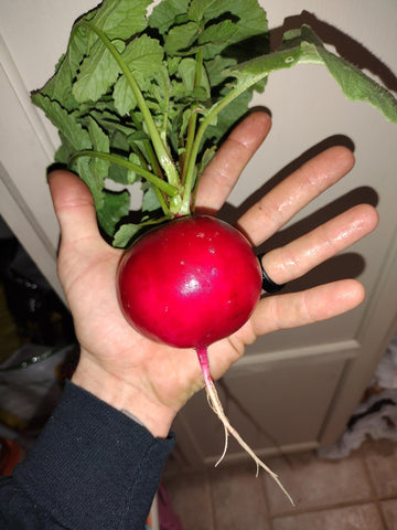Radish Seeds - German Giant